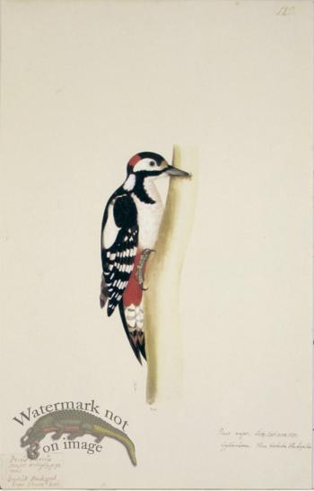 120 Swedish Birds . Picus Major.Male, Spotted Woodpecker